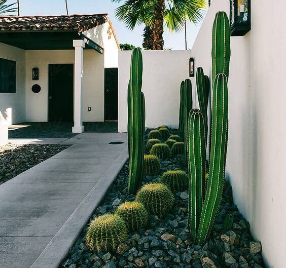 tanaman kering kaktus