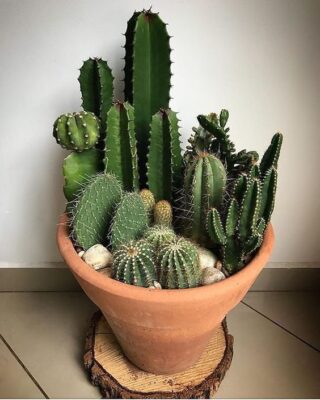 tanaman kaktus