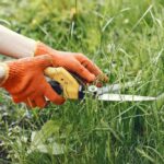 5 Cara Menghilangkan Rumput Liar Pada Taman