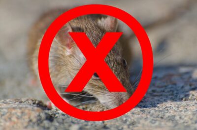 5 Cara Ampuh Untuk Mengusir Tikus Agar Tidak Merusak Taman Kita