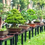 7 Langkah Mudah Membuat Bonsai dari Tanaman Hias Thumbnail