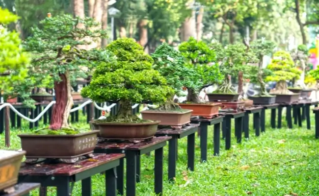 7 Langkah Mudah Membuat Bonsai dari Tanaman Hias Banner