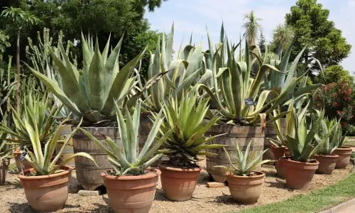 Agave