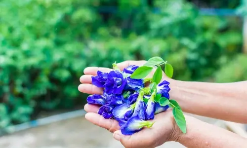 Butterfly Blue Pea