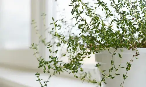 Thyme