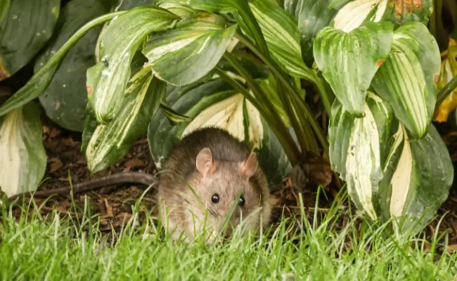 Cara Agar Tanaman Tidak Dimakan Tikus Banner