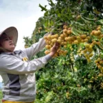 Bisakah Membuat Taman Buah Mini di Lahan Terbatas? Thumbnail