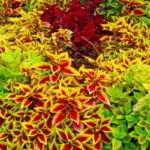 8 Jenis Tanaman Hias Daun Warna Warni Thumbnail