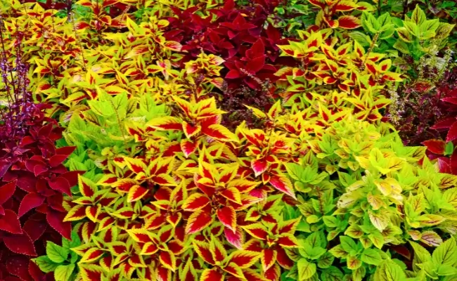8 Jenis Tanaman Hias Daun Warna Warni Banner