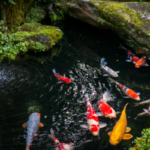 Perawatan Kolam Ikan Koi Yang Benar, Panduan Lengkap Thumbnail