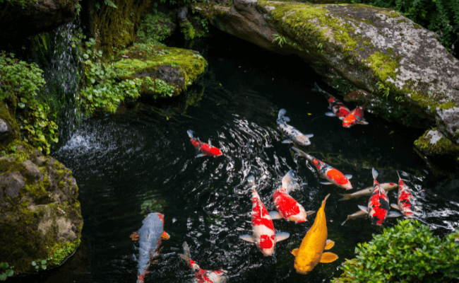 Perawatan Kolam Ikan Koi Yang Benar, Panduan Lengkap Banner