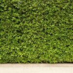 Vertical Garden VS Green Wall, Apa Bedanya? Thumbnail
