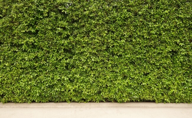 Vertical Garden VS Green Wall, Apa Bedanya? Banner