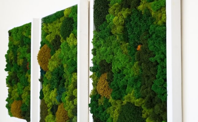 Apa Itu Preserved Moss, Solusi Ruangan Tampak Indah Banner