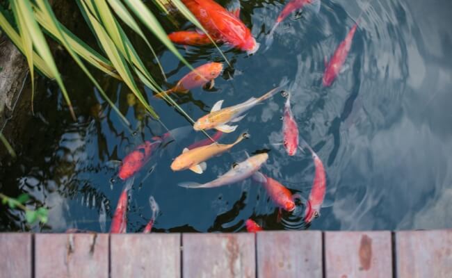 Apa Itu Filter Kolam Ikan? Begini Cara Kerjanya! Banner