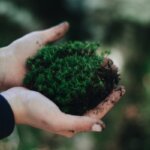 Panduan Memilih Moss Untuk Wall Garden Thumbnail