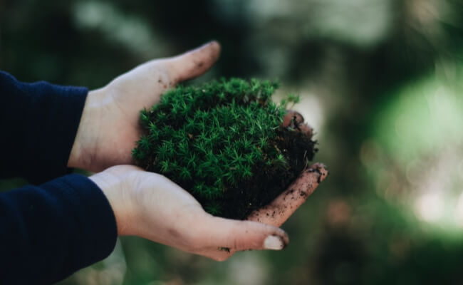 Panduan Memilih Moss Untuk Wall Garden Banner