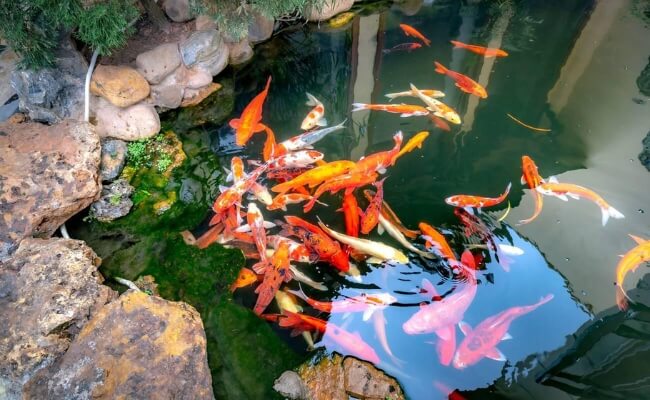 Berapa Ukuran Terbaik Untuk Kolam Ikan Koi? Banner