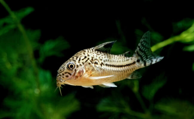 Corydoras