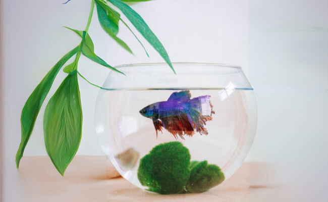 Ikan Cupang