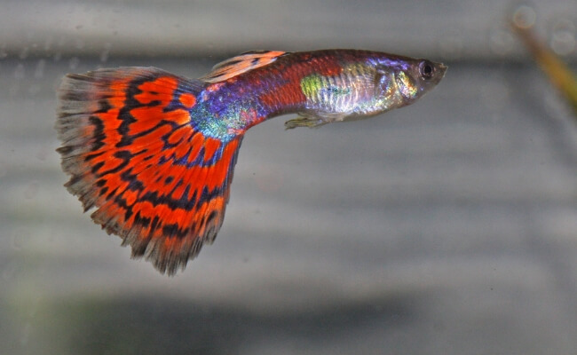 Ikan Guppy