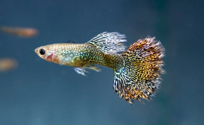 Ikan Guppy