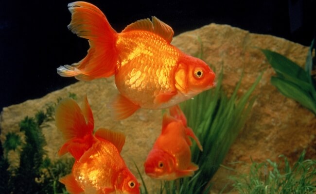 Ikan Komet