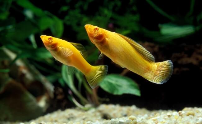Ikan Molly