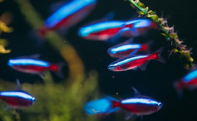 Neon Tetra