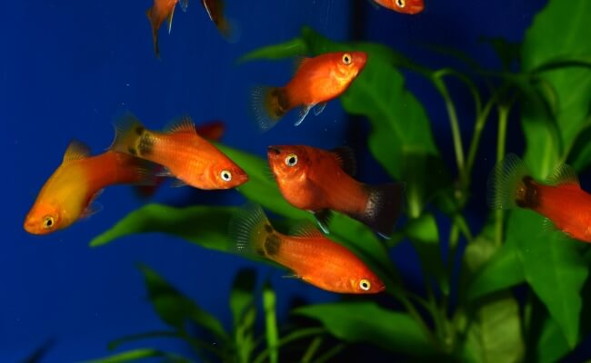 Platy