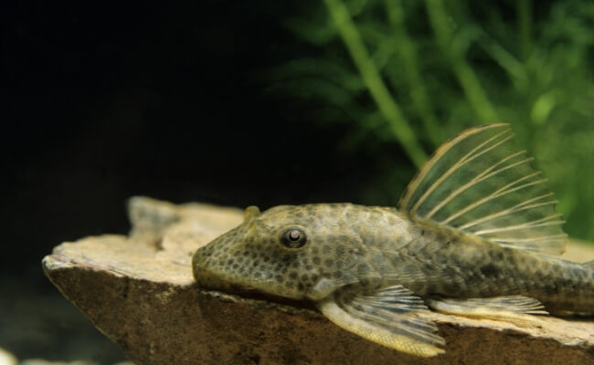 Ikan Sapu-Sapu