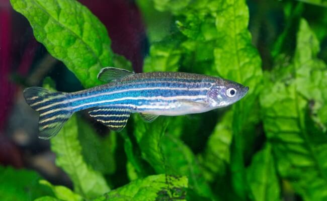 Zebra Danio