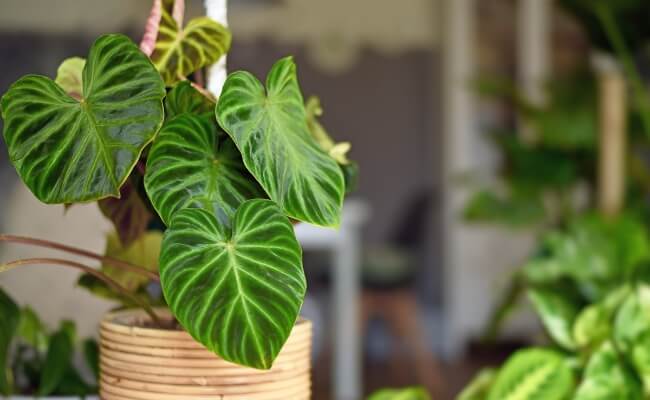Memelong (Philodendron)