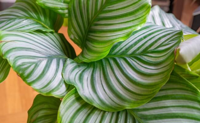 Meranti Sepat (Calathea)