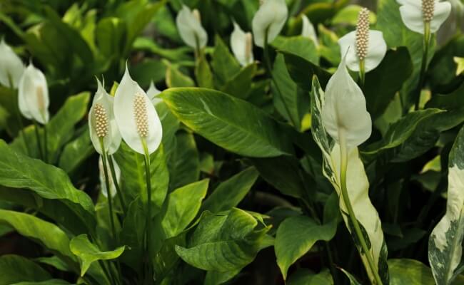 Peace Lily (Spathiphyllum)