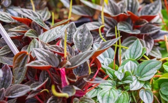 Peperomia spp