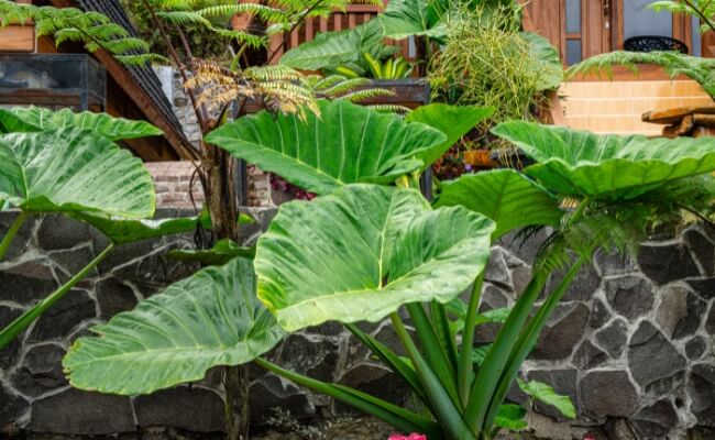 Sente Hijau (Alocasia macrorrhiza)