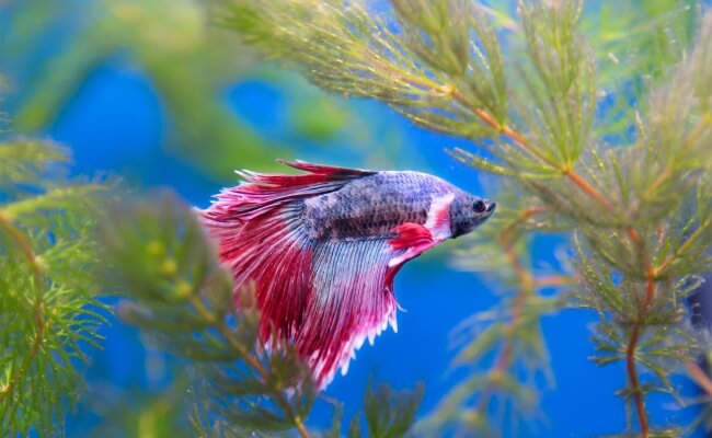 7 Ikan Hias yang Tidak Mudah Mati dan Perawatannya Mudah Banner