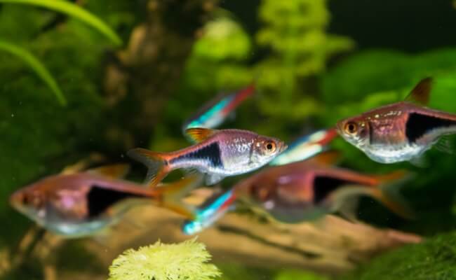 7 Ikan yang Cocok Di Kolam Kecil, Unik dan Colorful! Banner