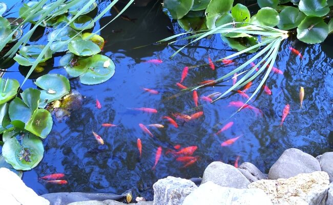 Tips Pencegahan Hama Di Kolam Ikan, Lakukan Ini! Banner