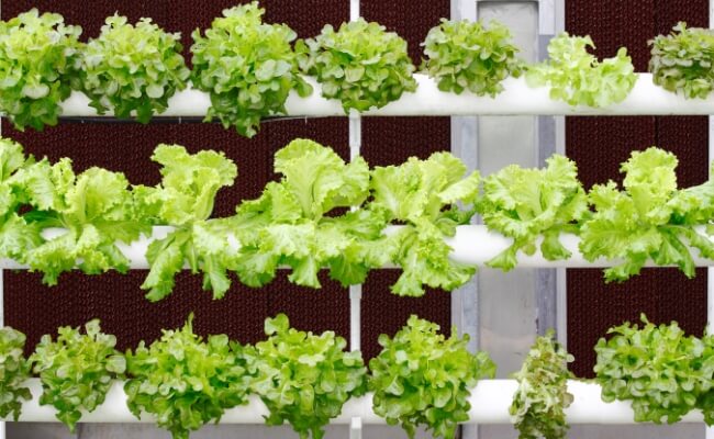 Apakah Cocok Sistem Hidroponik Untuk Vertical Garden? Banner