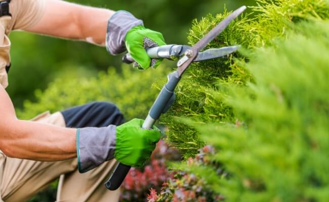 Jadwal Ideal untuk Pemeliharaan Taman