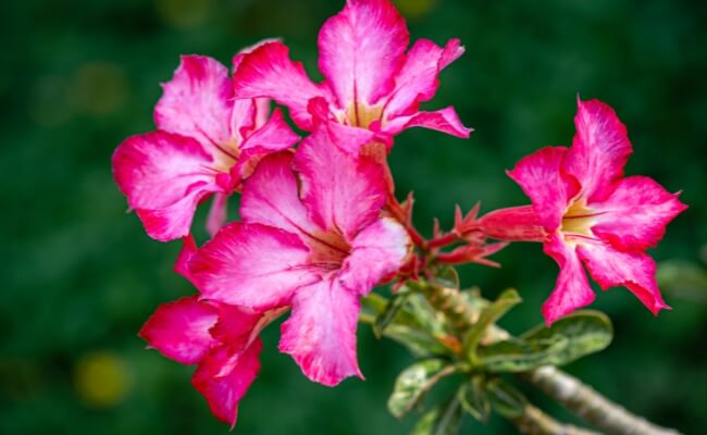 Adenium (Kamboja Jepang)