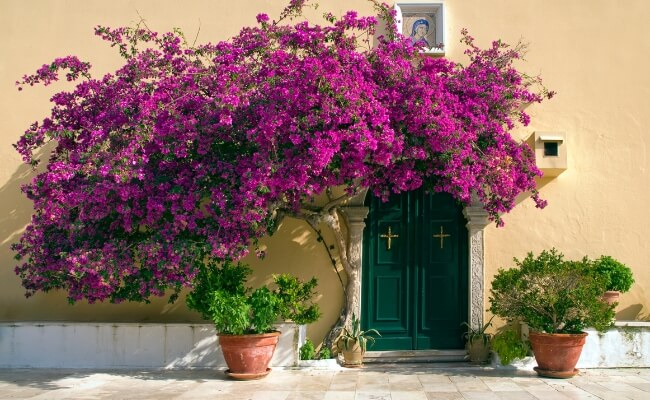 Bugenvil (Bougainvillea)