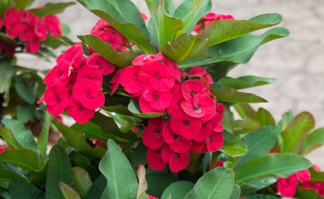 Euphorbia (Euphorbia milii)