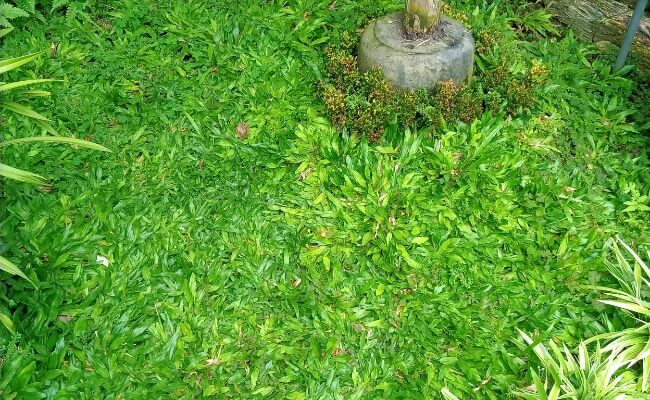 Kategori Penutup Tanah (Ground Cover)