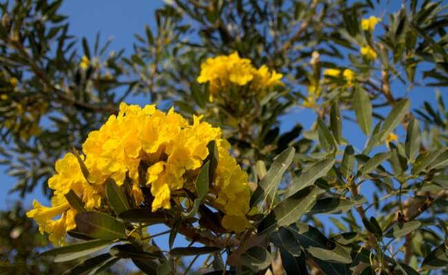 Kategori Pohon Peneduh