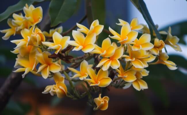 Kategori Tanaman Aksen (Fokal)