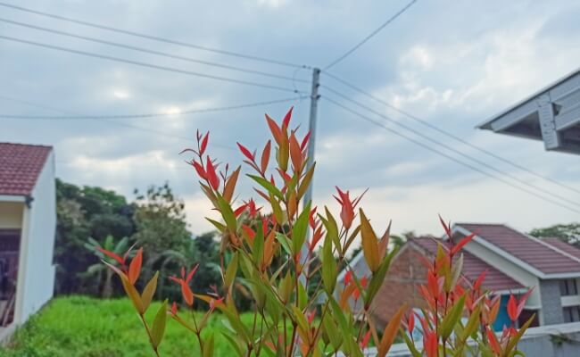 Kategori Tanaman Pagar dan Pembatas