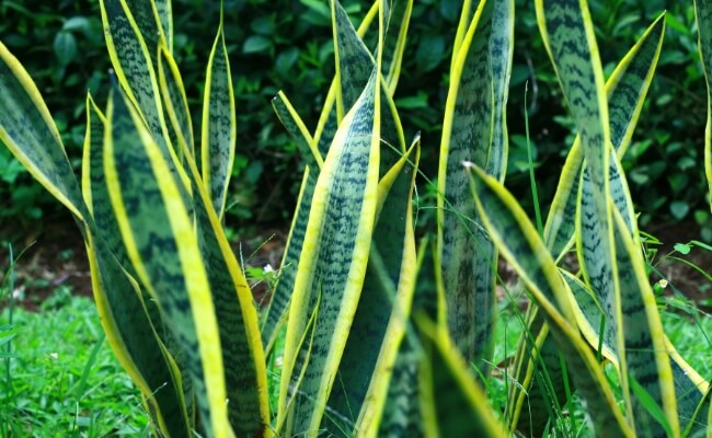 Kategori Tanaman Tahan Naungan